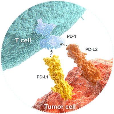 T cell and tumor cell