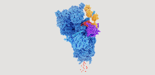 Ubiquitin Proteasome Pathway Characterized, Role in Protein Degradation Identified