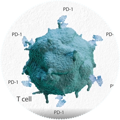 PD-1 Implicated in Tumor Immune Escape 