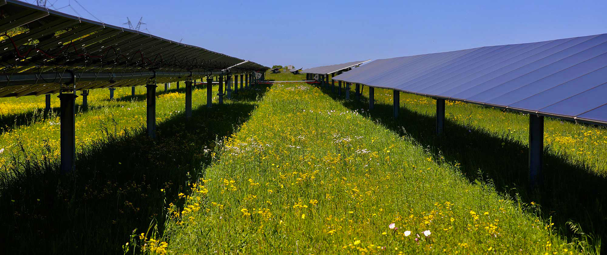 Solar panels lined up across a field. 
