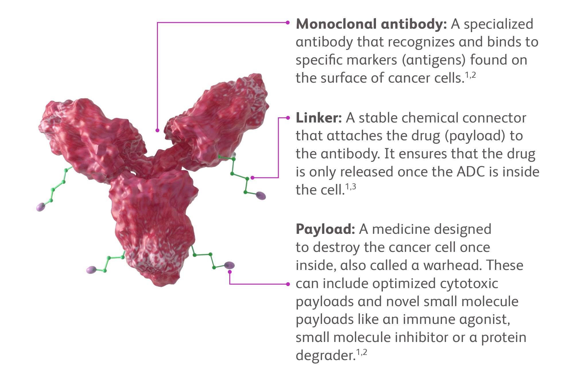 What Is A Antibody Drug Conjugate