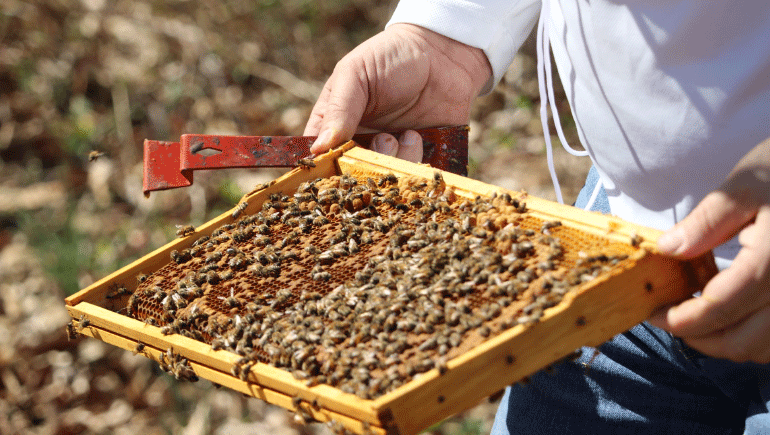 Bristol Myers Squibb facilities in Summit, New Jersey, and Paris are home to thousands of honeybees, a small part of the Company’s commitment to the environment.