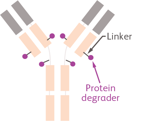 Degrader antibody graphic