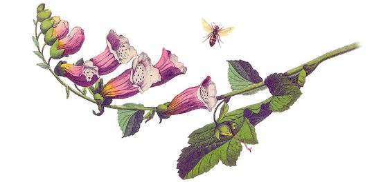DIGITALIS DIGITALIS